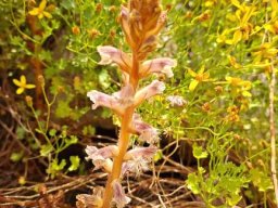 Orobanche minor